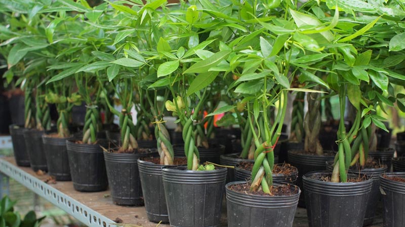 5 loại cây xanh thu hút tài lộc nên có trong cửa hàng kinh doanh 4 cay kim ngan 1