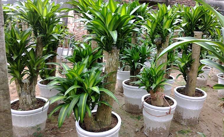 5 loại cây xanh thu hút tài lộc nên có trong cửa hàng kinh doanh 5 cay thiet moc lan